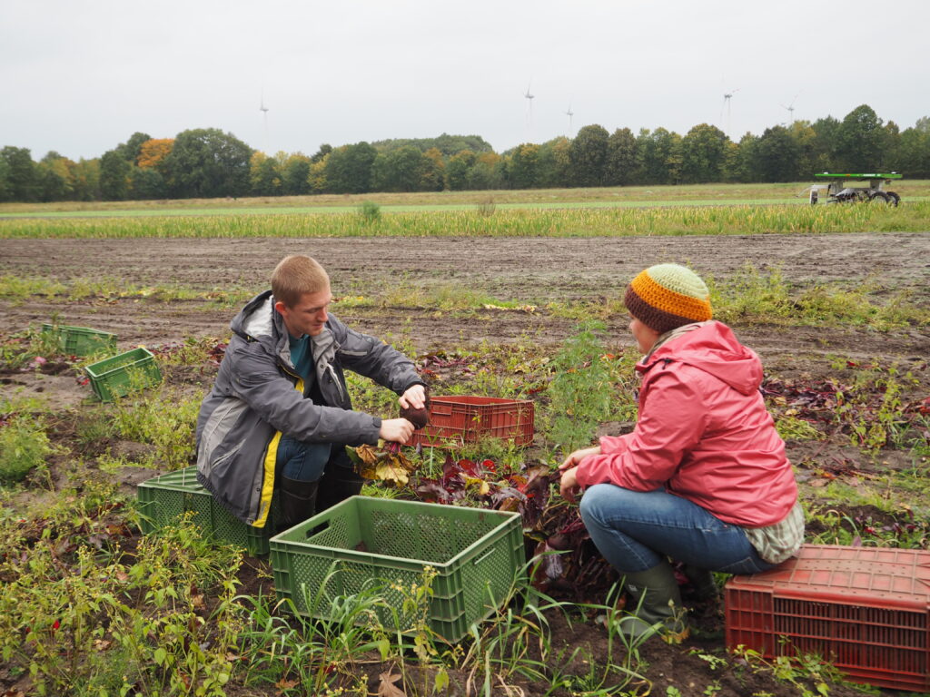 Gruppenarbeit Rote Beete ernten